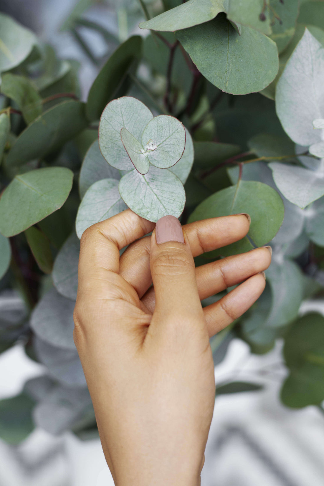 Handmade eucalyptus soap bar with essential oils for clear breathing and healthy skin